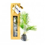 arbre-pin-resineux-sac-kraft-cadeau