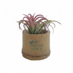 plante-cadeau-publicitaire-tillandsia-1
