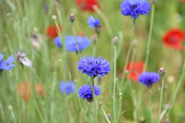 fleur abeilles bleuet