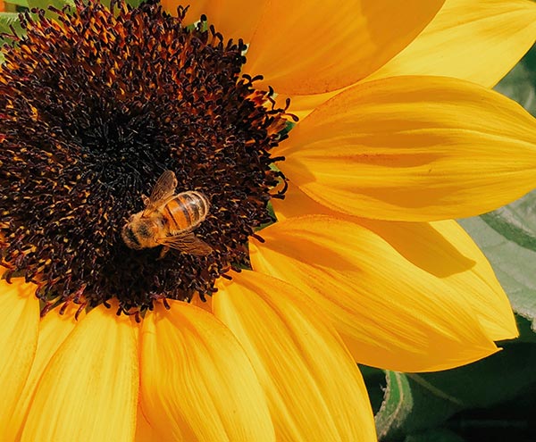 fleur abeilles tournesol