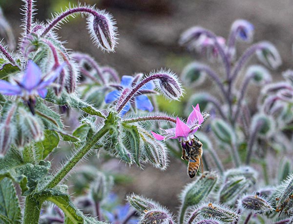 fleur semer abeilles bourrache