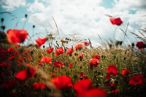 fleur semer abeilles coquelicots