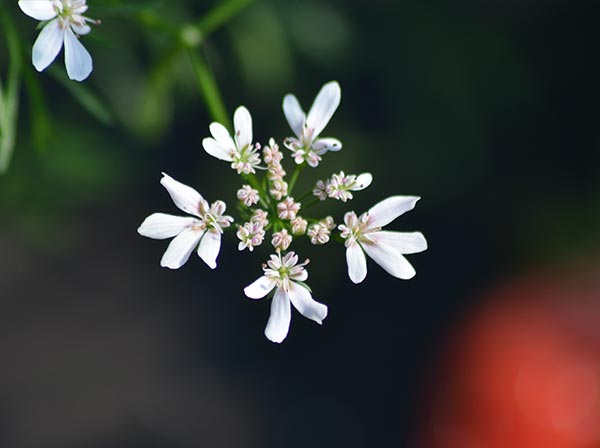 fleur semer abeilles coriandre