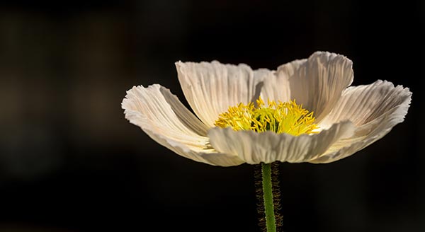 fleur semer abeilles cosmos