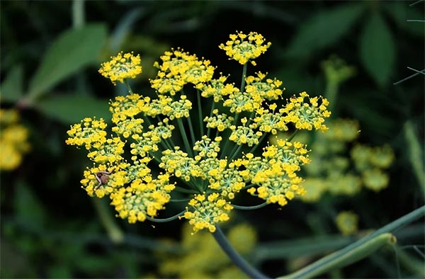 fleur semer abeilles fenouil