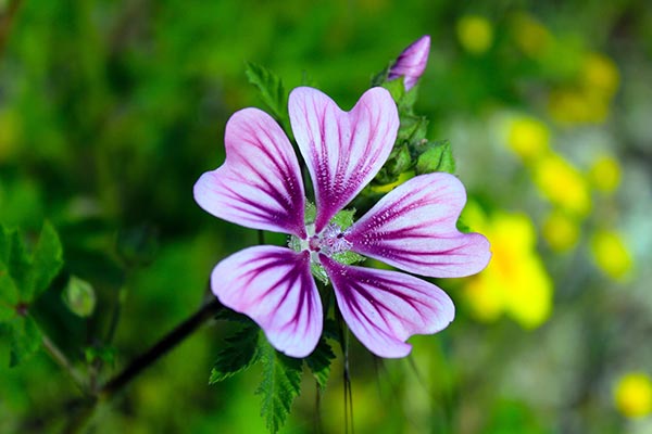 fleur semer abeilles geranium