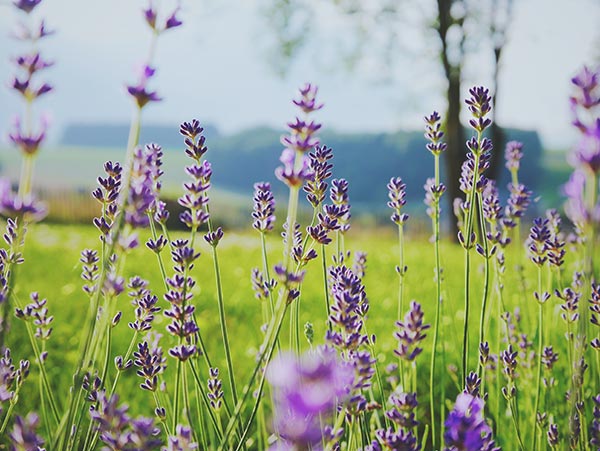 fleur semer abeilles lavande