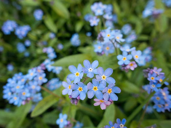 fleur semer abeilles myosotis