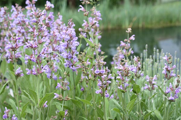 fleur semer abeilles sauge