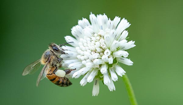 fleur semer abeilles trefle