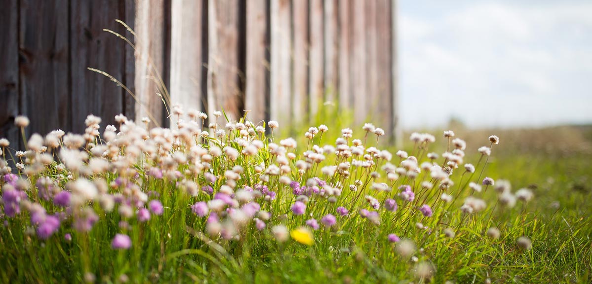 semer fleurs sauvages abeilles